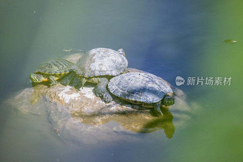 磅滑块-(Trachemys scripta)